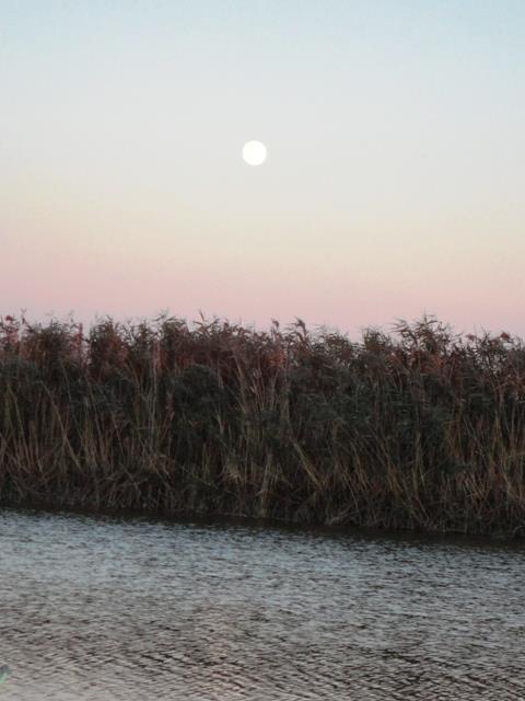 Doar ... NATURA - 3 - dsc00694.JPG